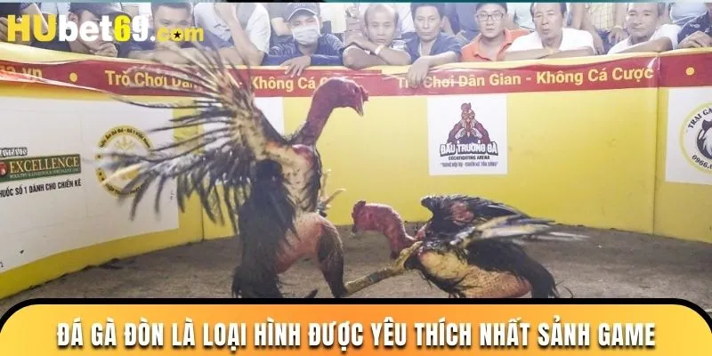 Đá gà đòn là loại hình được yêu thích nhất sảnh game